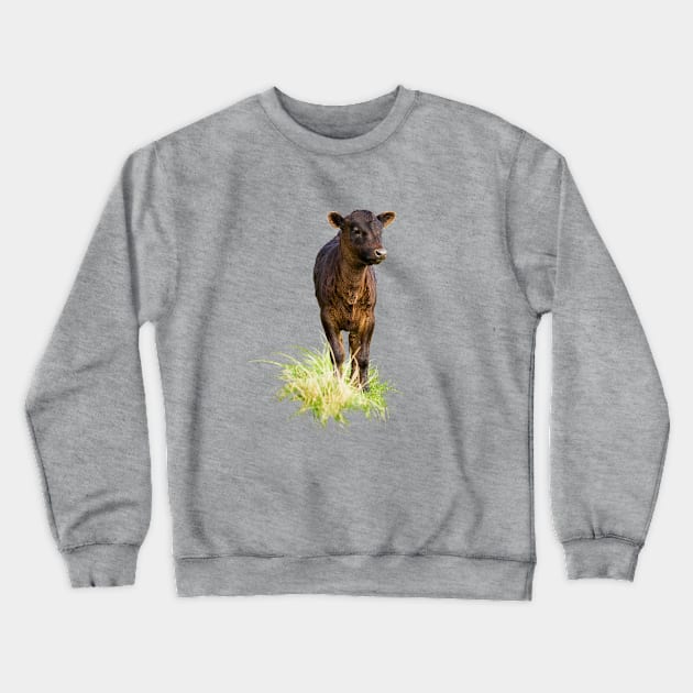 Dexter Cow Crewneck Sweatshirt by Jane Stanley Photography